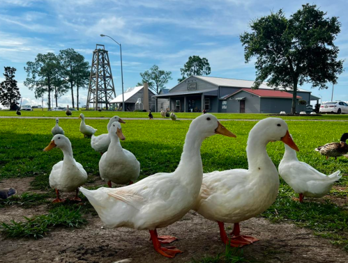 A group of white ducks stands on green grass with a building and a tower in the background under a blue sky.