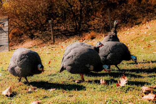 Four guineafowl foraging on a grassy area scattered with autumn leaves, with trees in the background.