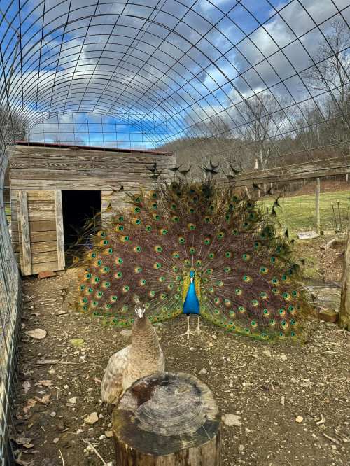 A peacock displays its vibrant feathers in a pen, with a peahen nearby and a wooden structure in the background.