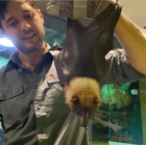 A person holds a large bat upside down, showcasing its wings and face in a dimly lit environment.