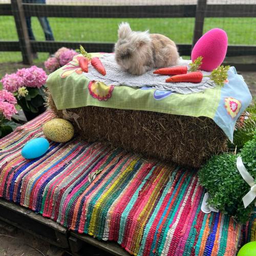 A fluffy rabbit sits on a colorful blanket with carrots and Easter eggs, surrounded by flowers and greenery.
