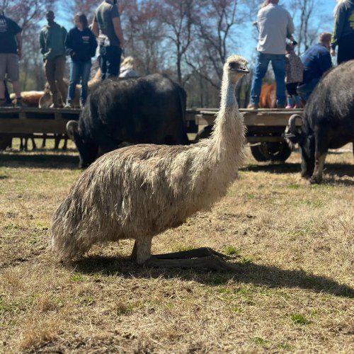 A shaggy emu stands on grass with people and animals in the background, enjoying a sunny day outdoors.