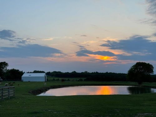 A serene farm scene at sunset, featuring a pond, a white barn, and grazing animals in the background.