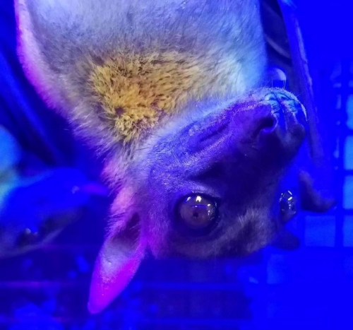 A close-up of a bat hanging upside down, illuminated by blue light, showcasing its fur and large eyes.
