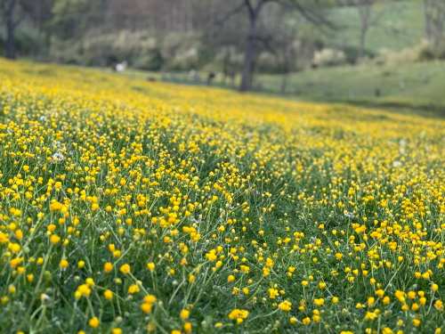 A vibrant field filled with yellow flowers, set against a green landscape and distant trees.