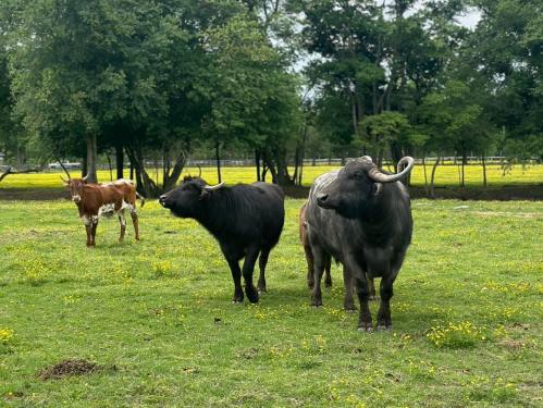 Three cows in a green pasture, with two dark cows in the foreground and a lighter brown cow in the background.