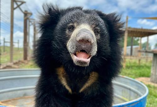 A close-up of a smiling black bear with a fluffy mane, set against a blurred outdoor background.
