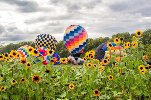 Colorful hot air balloons rise above a field of sunflowers under a cloudy sky.