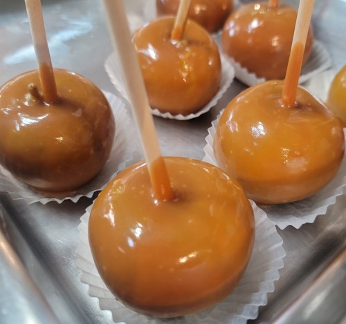 A close-up of caramel-coated candy apples on a tray, each on a stick and placed in small paper cups.