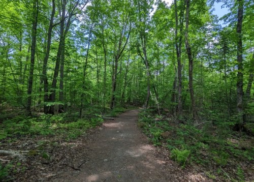 A winding dirt path through a lush green forest with tall trees and vibrant foliage.
