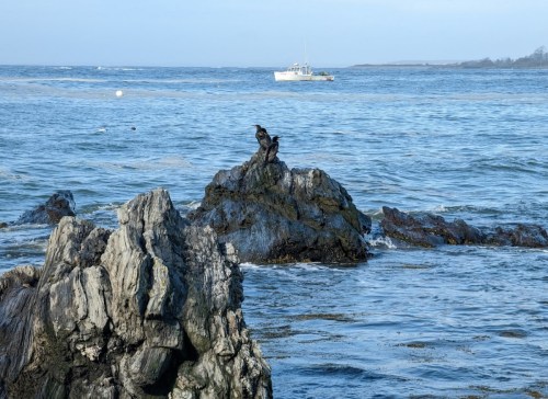 A rocky shoreline with two birds perched on a rock, and a boat in the distance on calm blue waters.