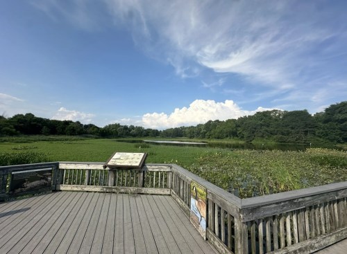 A wooden observation deck overlooks a lush green wetland under a blue sky with fluffy clouds.