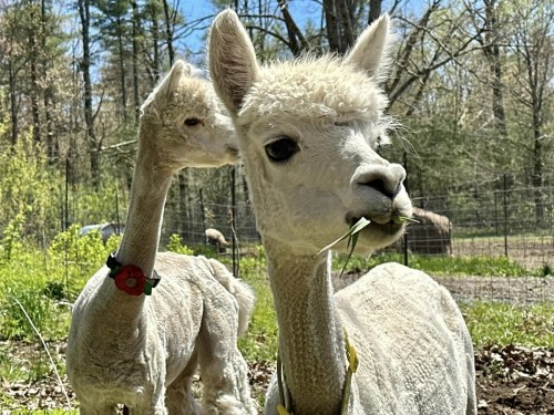 Two alpacas in a sunny field, one munching on grass, with trees and a fence in the background.