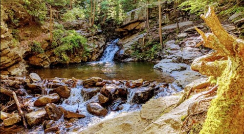 A serene forest scene featuring a small waterfall cascading into a rocky pool, surrounded by lush greenery.