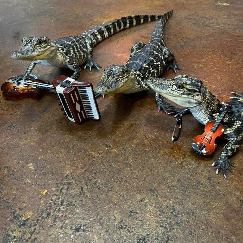 Three alligators play miniature musical instruments: a violin, an accordion, and a small guitar on a textured surface.