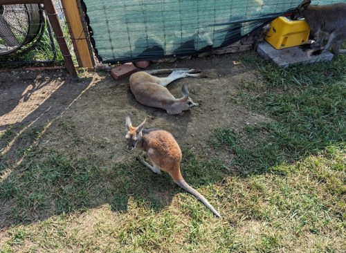 Two kangaroos resting on the ground, with one sitting upright and the other lying down in a grassy area.