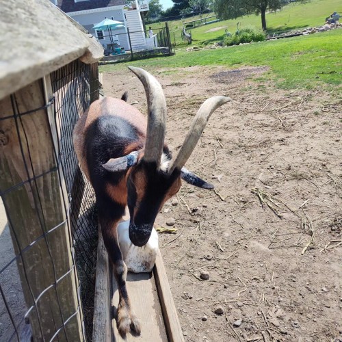 A goat with curved horns leans over a wooden fence in a sunny, grassy farmyard.