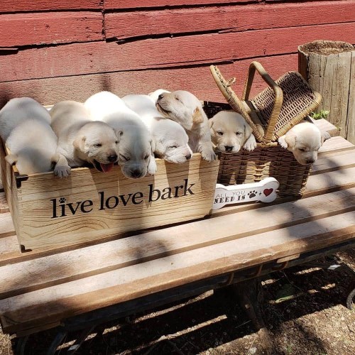 A cozy basket filled with playful puppies, resting together in the sun, with a wooden sign that says "live love bark."