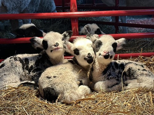 Three adorable lambs with black and white markings cuddle together in a bed of straw.