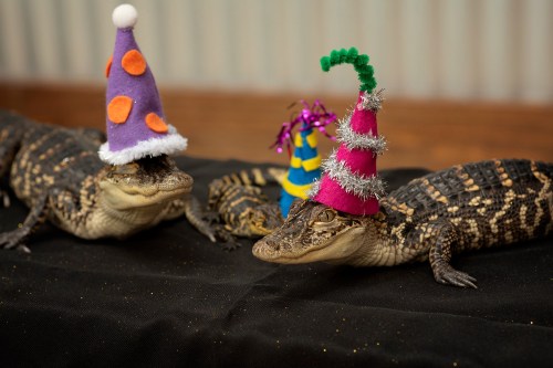 Two alligators wearing colorful party hats sit on a black table, surrounded by festive decorations.