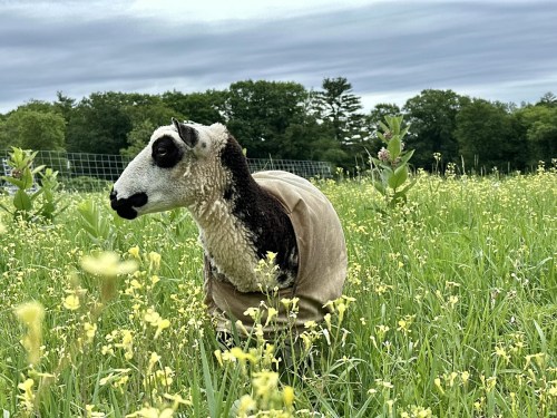 A sheep wearing a beige cover stands in a field of tall green grass and yellow flowers under a cloudy sky.