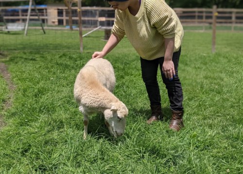 A person in a yellow sweater gently pets a sheep grazing on green grass in a sunny outdoor setting.