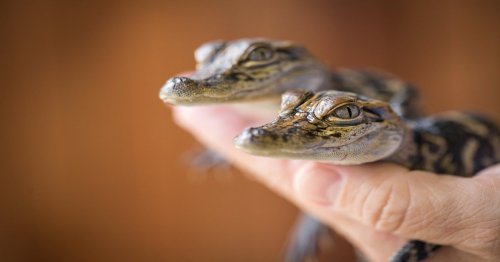 Two small crocodiles resting in a person's hand, showcasing their textured skin and curious expressions.