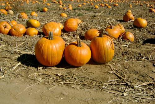 A field of orange pumpkins scattered across dry soil, with a few pumpkins grouped together in the foreground.