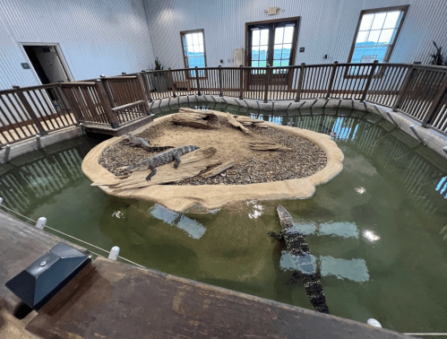 A spacious enclosure with alligators resting on a sandy island surrounded by water, viewed from above.