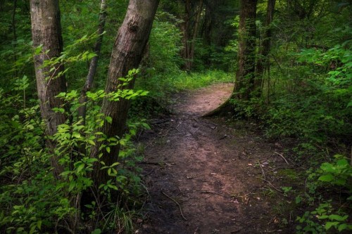 A winding dirt path through a lush green forest, surrounded by trees and vibrant foliage.