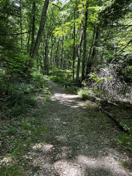 A gravel path winding through a lush green forest with sunlight filtering through the trees.
