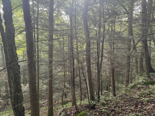 A dense forest with tall trees and lush greenery, illuminated by soft, diffused light.