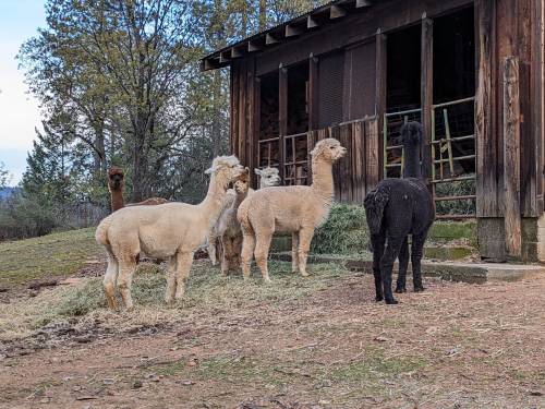 A group of six alpacas, varying in color, stands near a rustic wooden building surrounded by grass and trees.