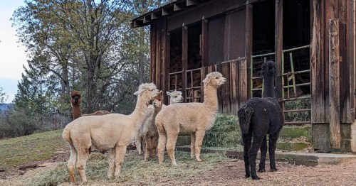 A group of alpacas, varying in color, stands near a wooden barn, surrounded by hay and trees.