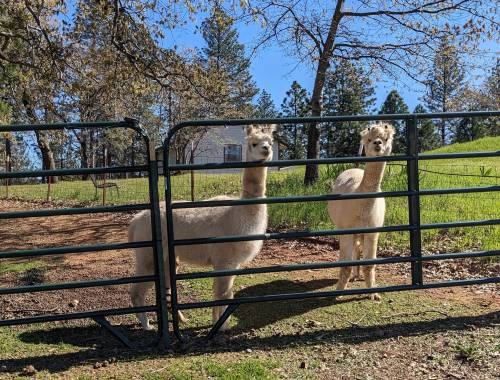 Two fluffy alpacas stand curiously behind a green gate, surrounded by trees and a sunny landscape.