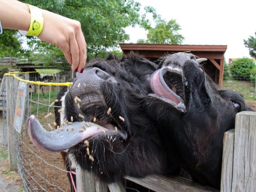 Two cows with their mouths open, eagerly reaching for food from a hand over a fence.