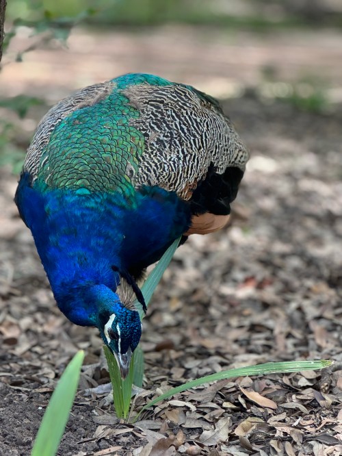 A peacock with vibrant blue and green feathers forages on the ground among fallen leaves.