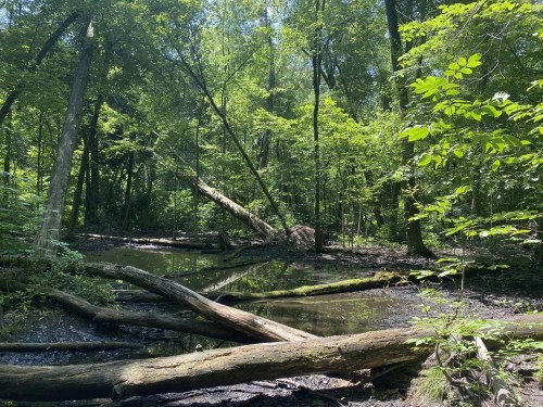 Lush green forest with fallen trees and a small pond, surrounded by dense foliage and sunlight filtering through the leaves.