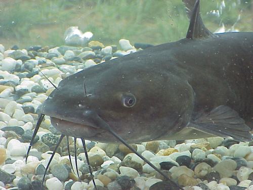 Close-up of a catfish underwater, featuring its whiskers and textured skin among pebbles on the riverbed.