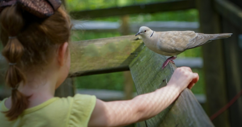 A child in a yellow shirt reaches out to a dove perched on a wooden fence in a natural setting.