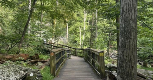 A wooden bridge leads through a lush green forest with tall trees and a serene atmosphere.
