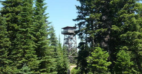 A wooden fire lookout tower stands among tall green trees under a clear blue sky.