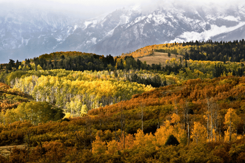 snow-capped rocky mountains in the background and hills featuring fall colors in the foreground in theDallas Divide of Colorado