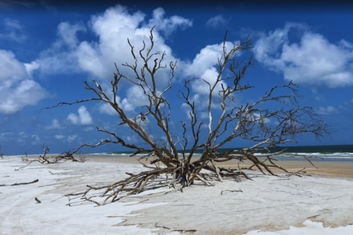 A barren tree with twisted branches stands on a sandy beach under a blue sky with fluffy clouds.
