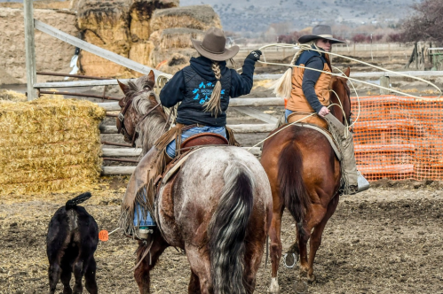 Two cowgirls on horseback, one roping, with a dog nearby and hay bales in the background.