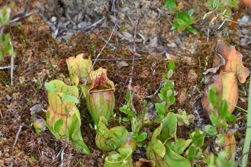 A cluster of pitcher plants growing in a mossy, natural environment with small green leaves nearby.