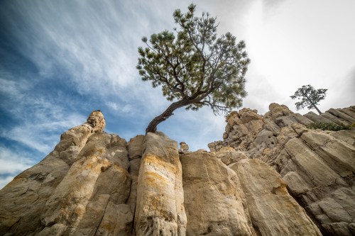 A lone tree grows from a rocky cliff, surrounded by towering stone formations under a cloudy sky.