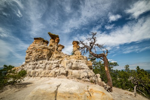Rocky formations rise against a blue sky, with a twisted tree in the foreground and scattered greenery around.