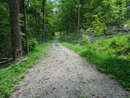 A gravel path winding through a lush green forest with trees and underbrush on either side.