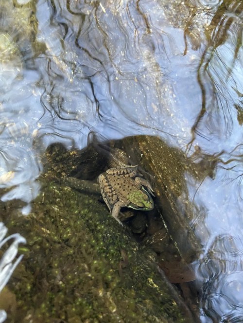 A frog resting on a mossy rock in a clear stream, surrounded by rippling water and reflections.